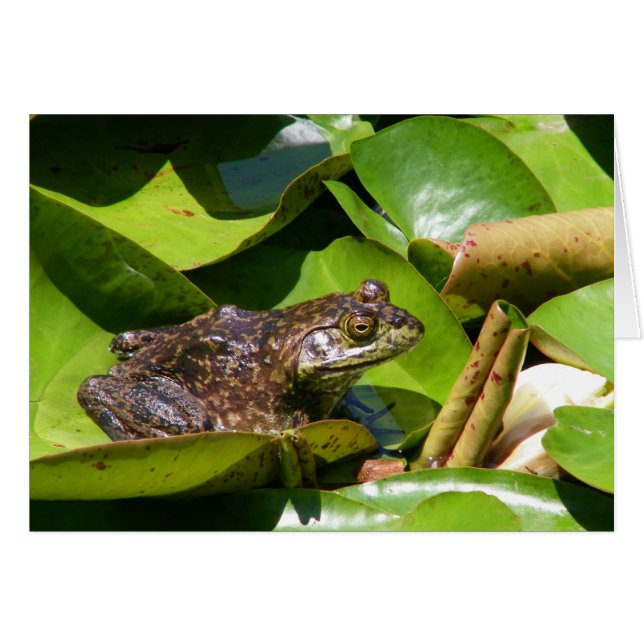 Froschkarte (Vorderseite (Horizontal))