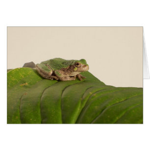 Froschkarte, Frosch auf einem großen grünen Blatt