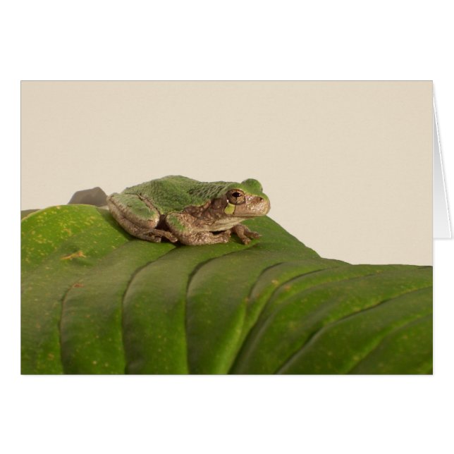 Froschkarte, Frosch auf einem großen grünen Blatt (Vorderseite (Horizontal))