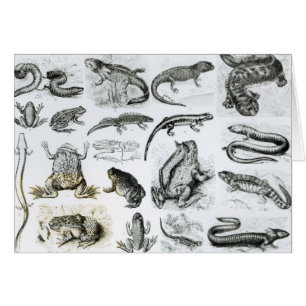 Froschlurche und andere Amphibien