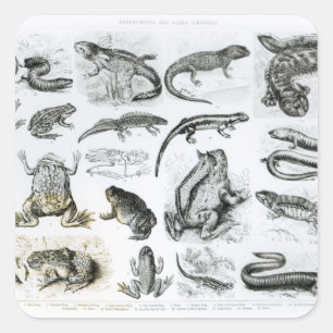 Froschlurche und andere Amphibien Quadratischer Aufkleber