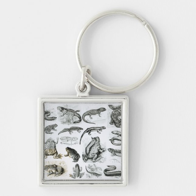 Froschlurche und andere Amphibien Schlüsselanhänger (Vorne)