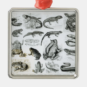 Froschlurche und andere Amphibien Silbernes Ornament