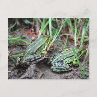 Froschpaar Postkarte