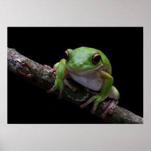 Froschposter Poster