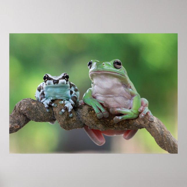 Froschposter Poster (Vorne)