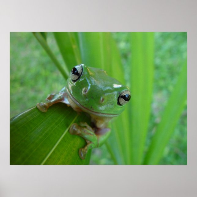 Froschposter Poster (Vorne)