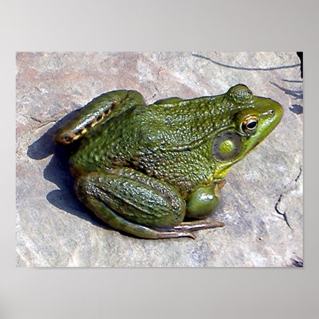 Froschposter Poster (Vorne)