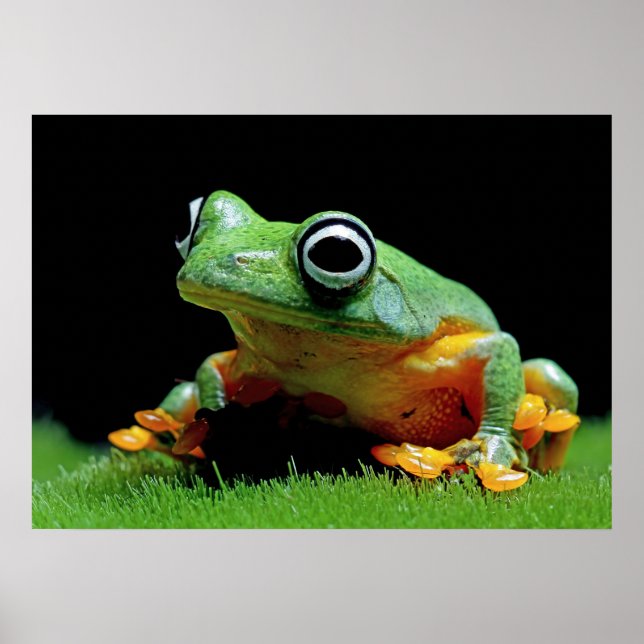 Froschposter Poster (Vorne)