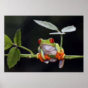 Froschposter Poster