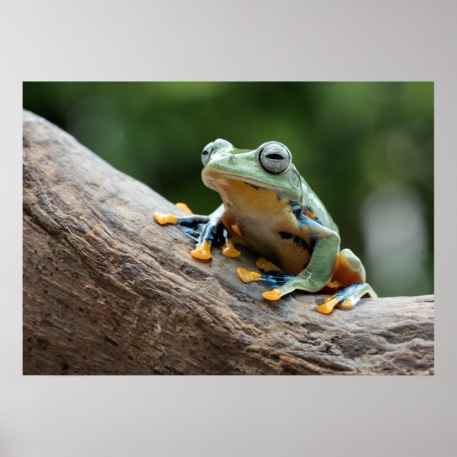 Froschposter Poster (Vorne)
