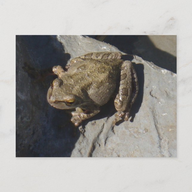 Froschpostkarte Postkarte (Vorderseite)