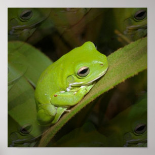 Froschreflektionen drucken poster