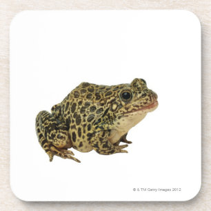 Froschschatten Getränkeuntersetzer