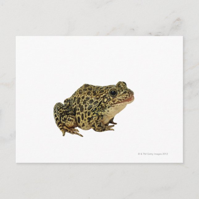 Froschschschatten Postkarte (Vorderseite)