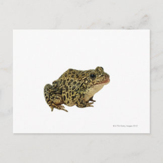 Froschschschatten Postkarte