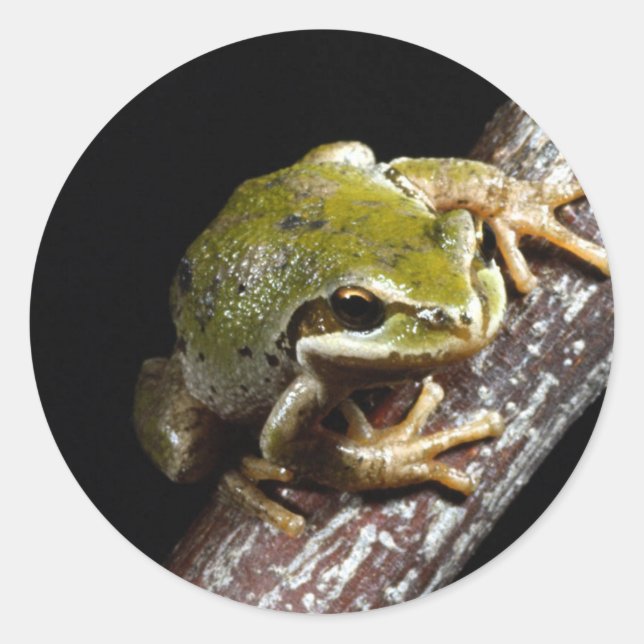 Froschsticker Runder Aufkleber (Vorderseite)