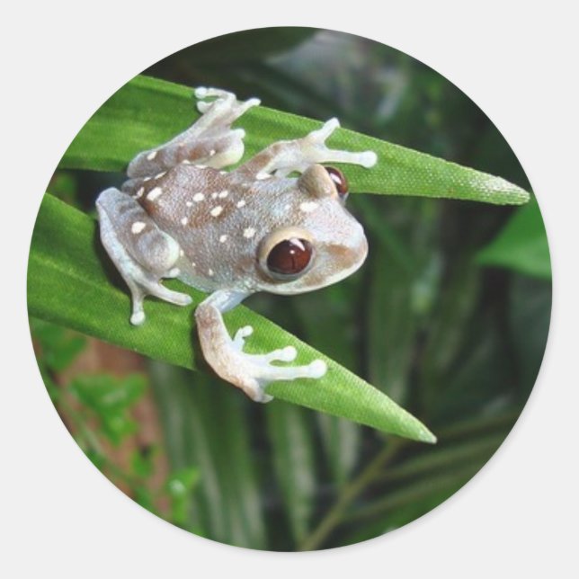 Froschsticker Runder Aufkleber (Vorderseite)