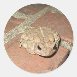 Froschsticker Runder Aufkleber