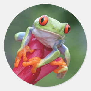 Froschsticker Runder Aufkleber