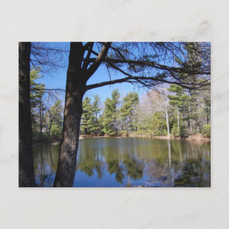 Froschteich-Postkarte Postkarte