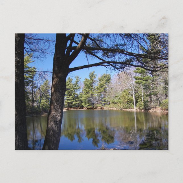 Froschteich-Postkarte Postkarte (Vorderseite)