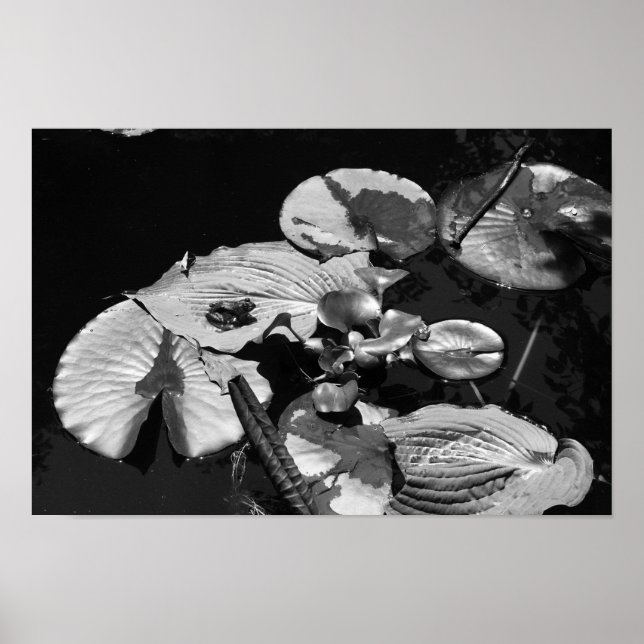 Froschwelt Poster (Vorne)