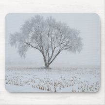 Frost auf einem einsamen Baum