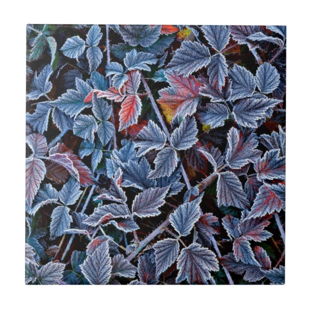 Frost auf Herbstblättern, Oregon Fliese (Vorderseite)