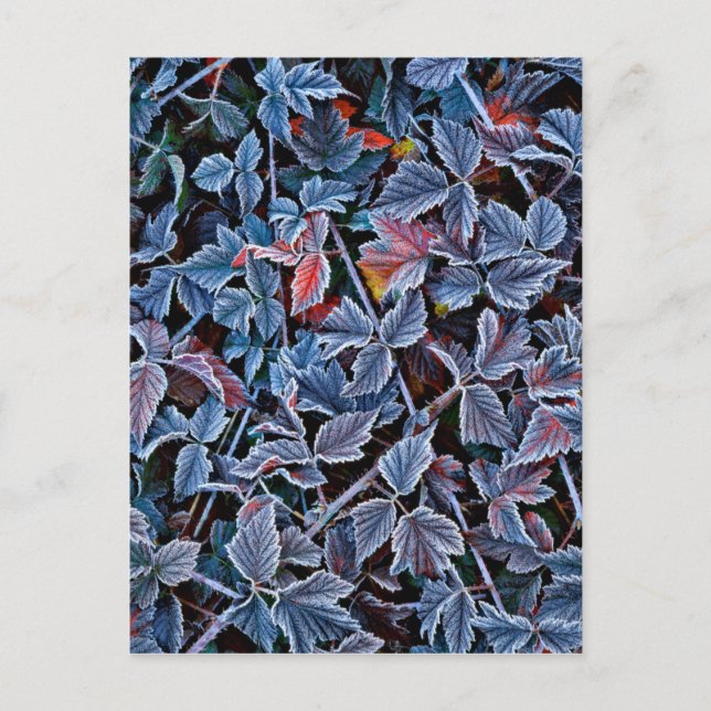 Frost auf Herbstblättern, Oregon Postkarte (Vorderseite)