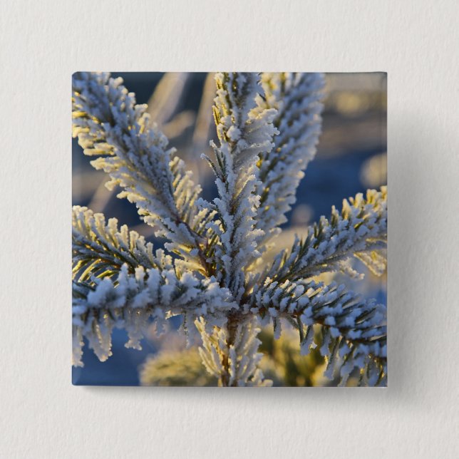 Frost auf immergrünen Baum, Homer, Alaska Button (Vorderseite)