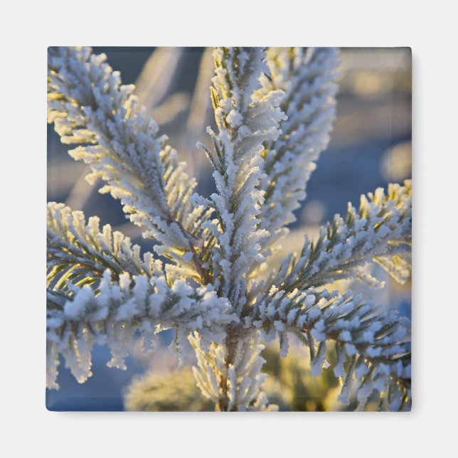 Frost auf immergrünen Baum, Homer, Alaska Magnet (Vorne)