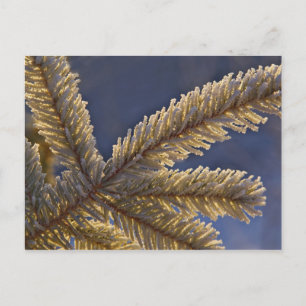 Frost auf immergrünen Baum, Homer, Alaska Postkarte