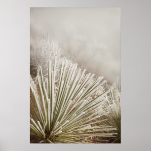 Frost bedeckt Yucca im Winter Poster