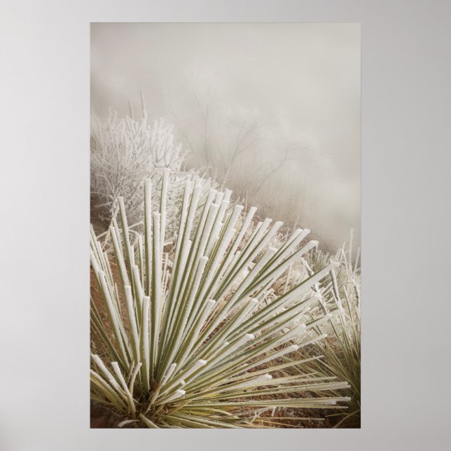 Frost bedeckt Yucca im Winter Poster (Vorne)