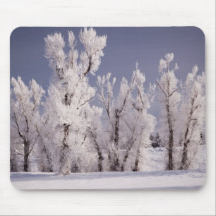 Frost bedeckte Bäume und Zaun, Colorado Mousepad