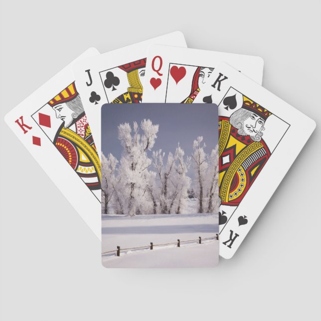 Frost bedeckte Bäume und Zaun, Colorado Spielkarten (Rückseite)