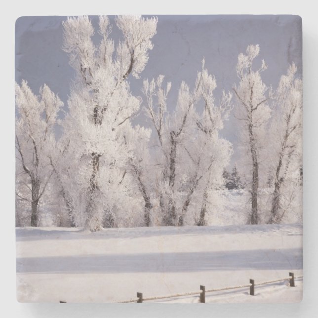 Frost bedeckte Bäume und Zaun, Colorado Steinuntersetzer (Vorderseite)