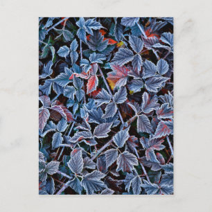 Frost on autumn leaves, Oregon Postkarte