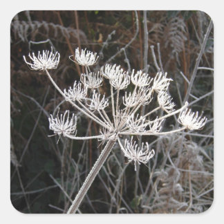 Frost Transformation in Cheshire Quadratischer Aufkleber