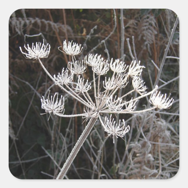 Frost Transformation in Cheshire Quadratischer Aufkleber (Vorderseite)