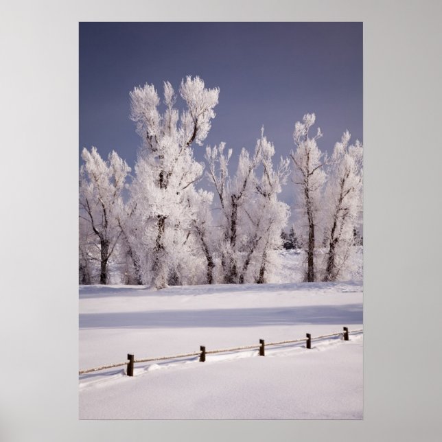 Frostbedeckte Bäume und Zaun, Colorado Poster (Vorne)
