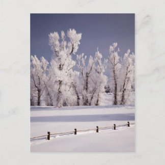 Frostbedeckte Bäume und Zaun, Colorado Postkarte