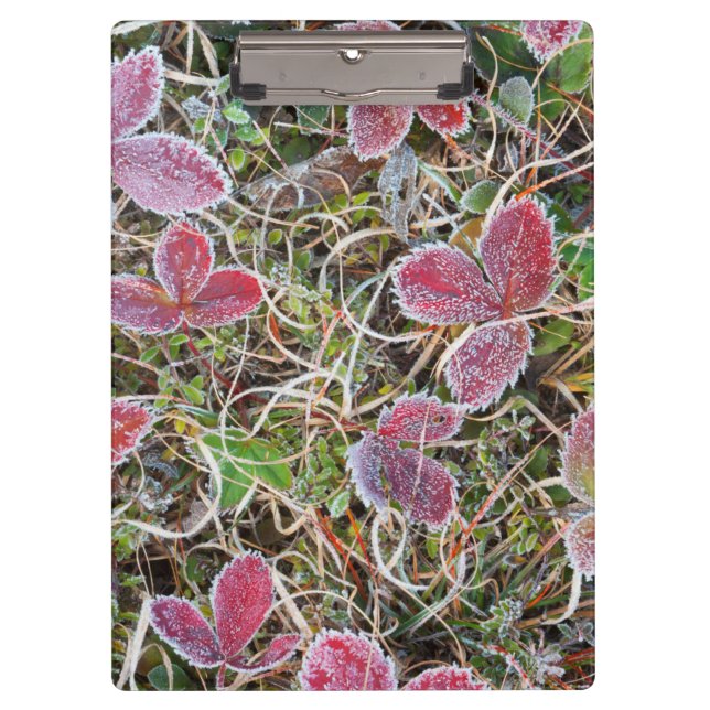 Frostbedeckte Blätter, Kanada Klemmbrett (Vorderseite)