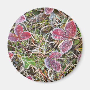 Frostbedeckte Blätter, Kanada Magnet