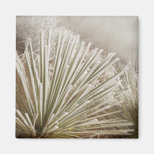 Frostbedeckte Yucca im Winter Magnet