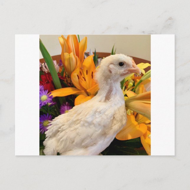 Frostente Postkarte (Vorderseite)