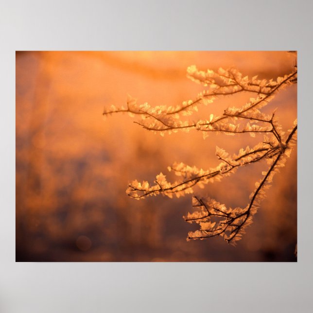 Frostflakes mit Morgensonnenaufgang Poster (Vorne)