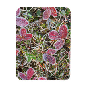 Frostgedeckte Blätter, Kanada Magnet