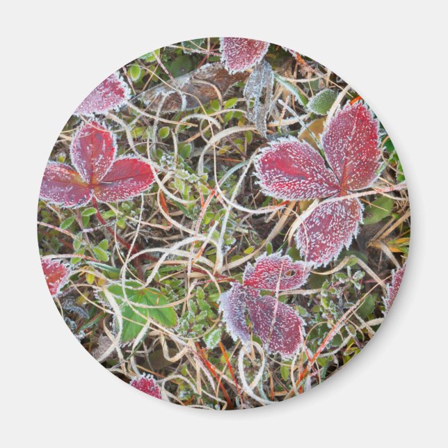 Frostgedeckte Blätter, Kanada Magnet (Vorne)